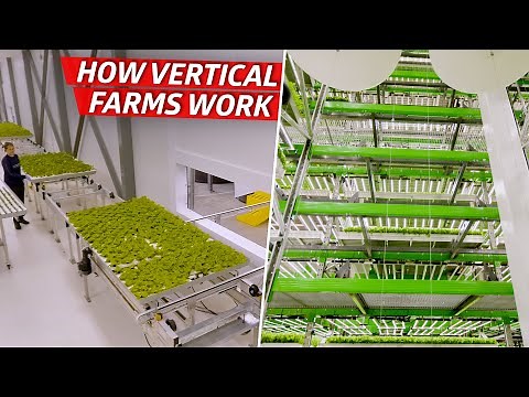 How an Indoor Farm Uses Technology to Grow 80,000 Pounds of Produce per Week — Dan Does