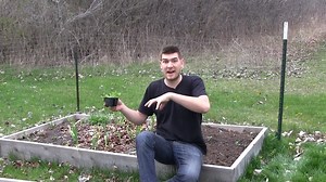 7K views · 367 reactions | In this growing guide we will be showing you how to grow swiss chard. We will talk about temperature requirements, soil requirements, ph requirements, and spacing. It is a very easy plant to grow and will produce loads of food for you and your family. | MIgardener | Facebook