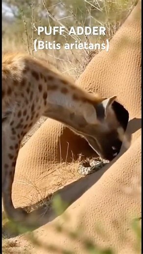 It possesses one of the fastest-acting snake venoms in the world.