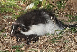 The Skunk: Gardener’s Best Friend and Master of Pest Control