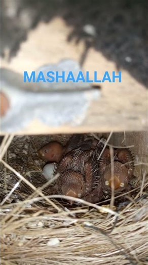 FAWN JAVA CHICKS (BABIES) GROWING STAGE 🐦🐦🐦❤️❤️❤️ #shorts