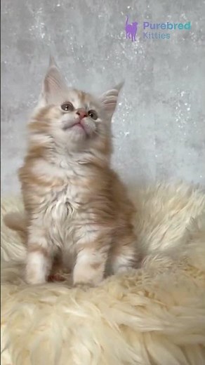 Adopt Bonnie: Your Red Smoke Maine Coon Kitten 😻 Playful, Fluffy & Ready for Adoption! #MaineCoon