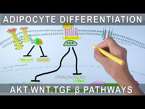 Adipocyte Differentiation via AKT/PKB Signalling