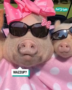 These pampered piglets have major main character energy! 🌈🐷 | Furry Tails