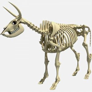 Cow Skeleton - 3D Model by 3D Horse