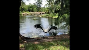 1K views · 90 reactions | Last week, one of our volunteers responded to a call about a Wood Stork with an injured wing. Once the bird arrived at SFWC, our veterinary team found and removed a deeply embedded hook and lure. Within a week, this patient was ready for release! This case is a reminder to always properly dispose of fishing line and gear! | South Florida Wildlife Center | Facebook