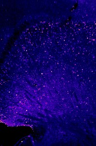 ClearMap 2: Mapping activity with CellMap — Cellular Imaging