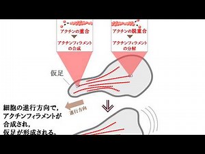 細胞骨格（ゆうきのバイオロジー）