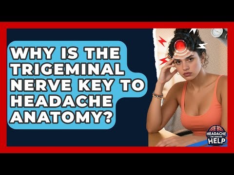 Why Is The Trigeminal Nerve Key To Headache Anatomy? - Headache and Migraine Help