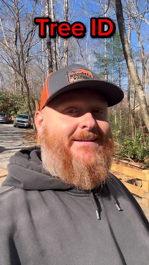 91K views · 3.2K reactions | Tree identification part 2 #trees #wood #learn #knowledge #information #firewood | Foothills Firewood | Facebook