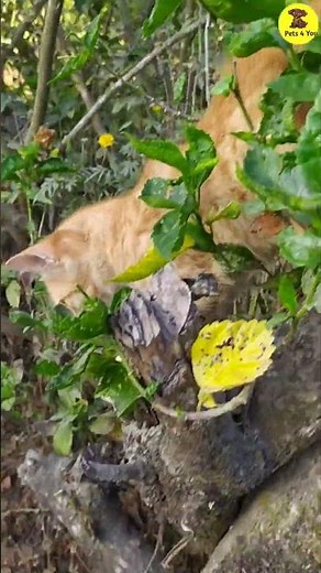 Bueatiful Kitten playing ,climbing , doing funny things. #cat #Pet#Dog #pets #cats