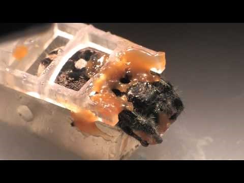 Eight-Eyed Horror: Peering Into Jumping Spiders' Explosive Brains