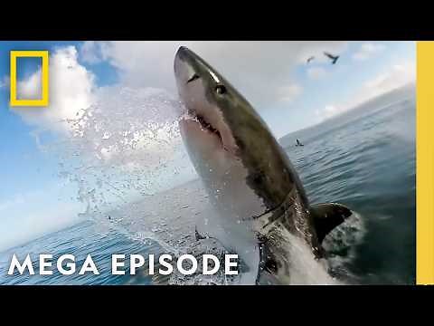 Sharkfest 2025: Viral, Supersized & Baby Sharks | MEGA EPISODE | National Geographic