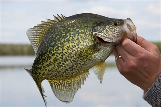 How to Fish For (and Catch!) Crappie
