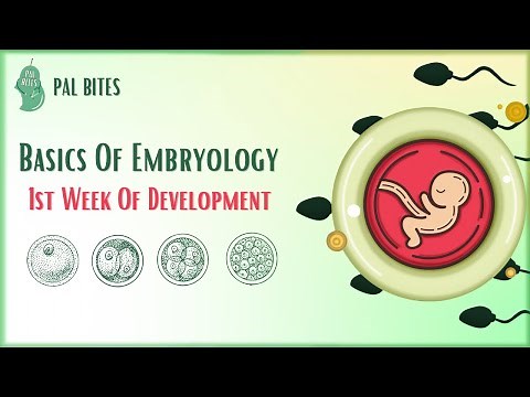 Basics of Embryology | First Week of Development