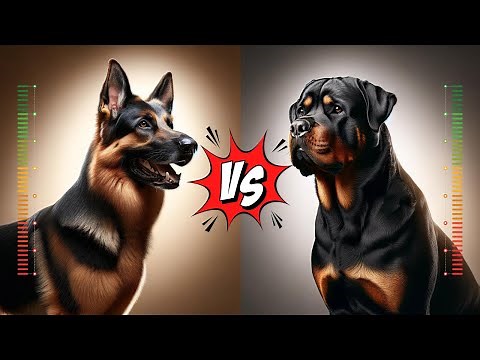 German Shepherd vs Rottweiler: Comparative Analysis
