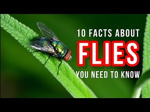 Facts about flies