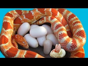 Corn Snake laying many eggs and cute baby snake hatching- Reptile's Story