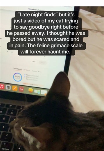 When we got Finn he was so tiny he fit in my hand. We did not want to separate him and his brother so we adopted them as a bonded pair. He was the sweetest boy and Lukemia took him at only 7 months old. He showed no symptoms.. if only I knew the signs of cats being in pain. #felinegrimacescale #felinecancer #awareness #kitten #adoptdontshop