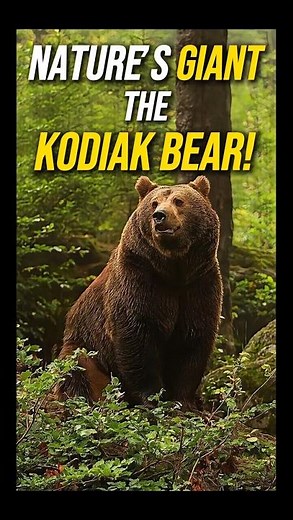 Discover the Majestic and Powerful Kodiak Bear: Nature’s Giant