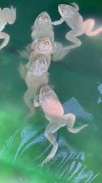 #frogs 🐸 #animal #nature #wildlife