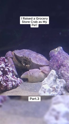 I Raised a Grocery Store Crab as My Pet! Part 3 | raising grocery store pet p5