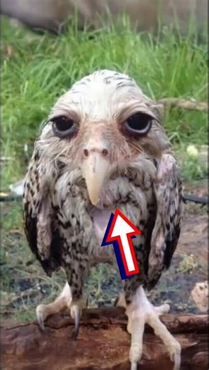 Top 5 Most Unusual Birds in the World | You Won’t Believe 1!#animals#wildlife#birds#nature #petshub