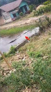 When it... comes out to be seen by them #wildlife #animals #nature #buaya #crocodile #ular #piton