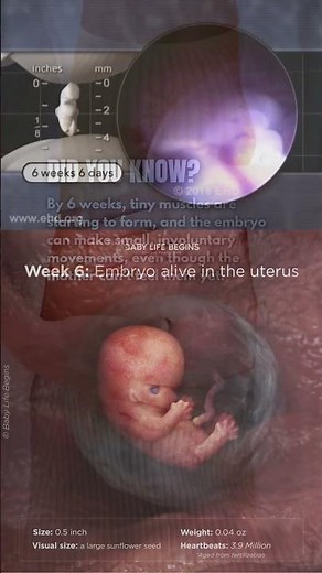 Baby at 6 Weeks: Early Development Milestones You Need to Know