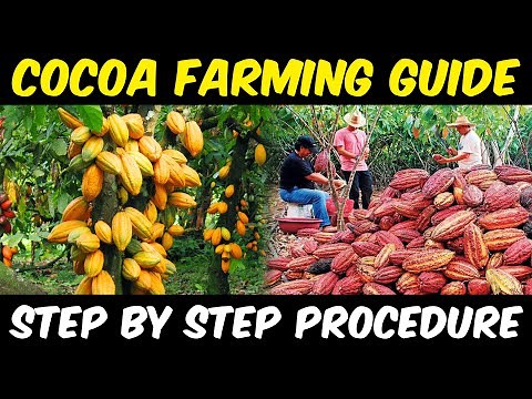 Cocoa Farming / Cocoa Cultivation | Complete Guide | Cocoa Beans Sowing - Cocoa Harvesting