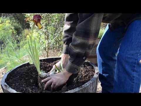 How to Plant Iris