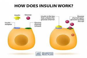 How Insulin Works: PLUS The Different Types of Insulin Explained