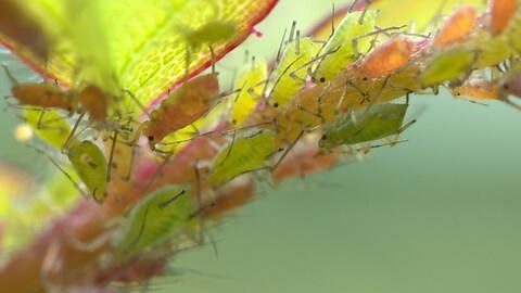 How to Identify and Get Rid of Aphids on Plants