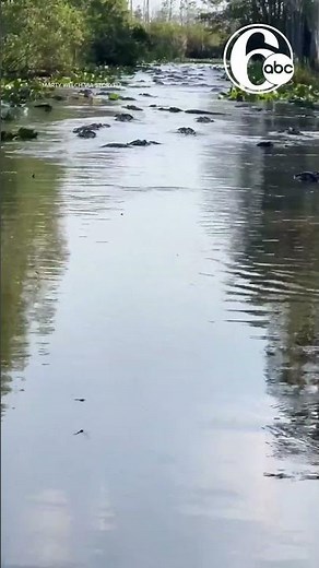 🐊 Alligators swarm swamp in Georgia state park