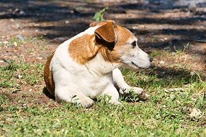 Jack Russell Terrier Temperament and Behavior [Good & Bad]