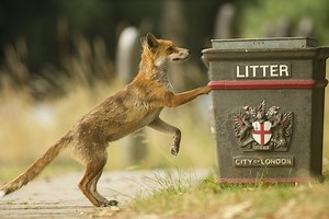 How the red fox adapted to life in our towns and cities