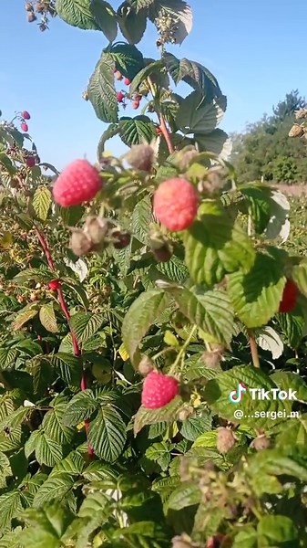 Raspberry Bush Close-Up: Nature's Bounty in Bloom