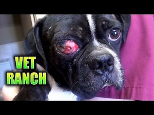 Homeless Dog with Terrible Eye