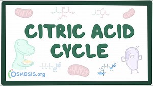 Citric acid cycle: Video, Causes, & Meaning | Osmosis