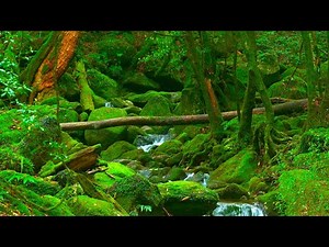 Immunity - Music to prevent illnesses [supervised by a medical doctor] Music to enhance immunity.BGM