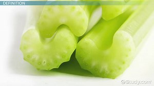 Xylem & Phloem Lesson for Kids