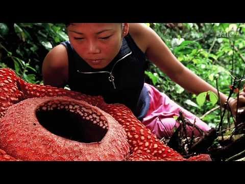 Discovering the Great Tree Of Life