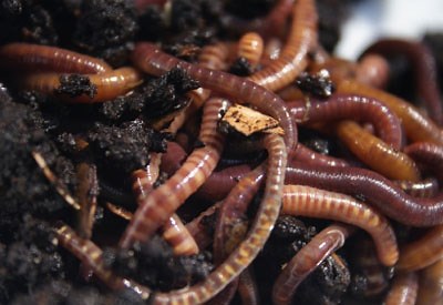 Worm Composting: Complete Beginner's Guide (7 Step Process)