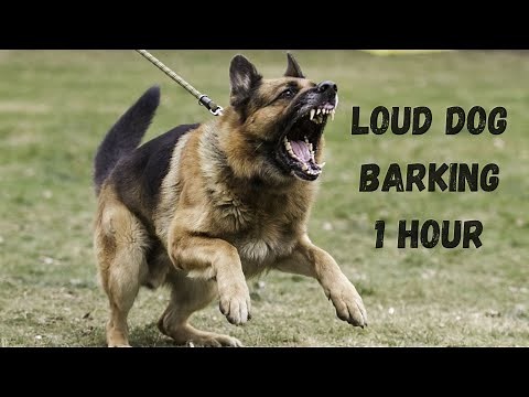 Aggressive dog barking | Angry loud dog barking 1 hour