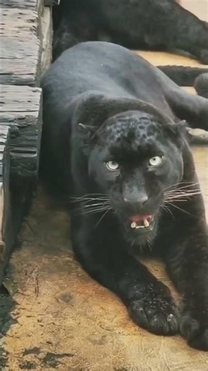 Panther vs Tiger: Roar Comparison (Headphones On) #shorts