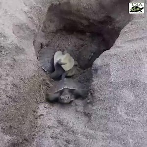 2K views · 292 reactions | Hatching Painted Terrapins! The Satucita...