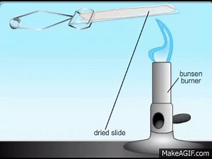 Gram Stain Animation on Make a GIF
