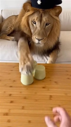 Big Lion Wins the Shell Game! 🦁✨#shortsfeed #ShellGame#WildlifeShorts