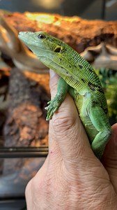 Emerald tree monitor (Varanus Prasinus) green tree monitor is a small to medium size arboreal monitor lizard. It is known for its unusual coloration, which consists of shades from green to turquoise, topped with dark. #emerald #tree #monitor #etm #varanusprasinus #green #gtm #reptilesofinsta #lizardsofig #reptilesofig #animallovers #treemonitors #fyp #trendingreels #trending #viralvideos #viral #reelsinstagram #reels #video #view #followers #insta #instagood #instagram #JTKReptiles | JTK Reptile