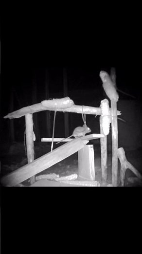 Wild Mouse in the Wild at Night #mouse #mice #wildlife #animals